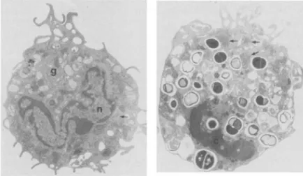 Figure 3. Left, transmission electron micrograph of Q8-treated macrophage incubated for 30 min with S