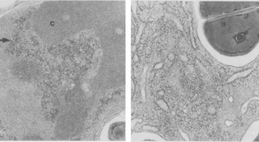 Figure 4. Left, a higher power elec- elec-tron micrograph of the nucleus of a Q8-treated macrophage at a late stage of phagocytosis (4-6 hr)