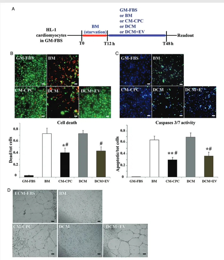 Figure 2 (A) In vitro apoptosis assay protocol: in HL-1 cardiomyocytic cell cultures, growth medium (GM-FBS) was changed to serum-free basal medium (BM) at T0