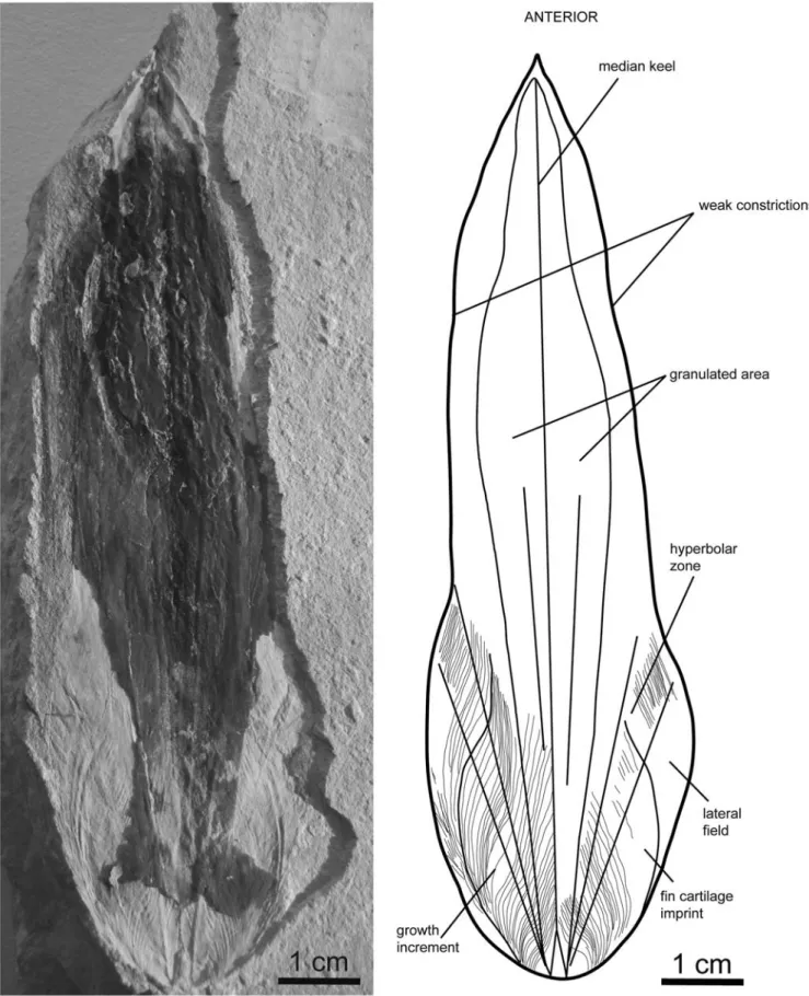 Figure 15. Gladius morphology of Glyphiteuthis libanotica (Fraas, 1878), MNHN.F.A50406, Cenomanian, Haqel, ventral view