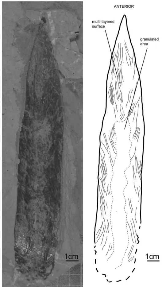 Figure 16. Gladius morphology of Glyphiteuthis sp., MNHN.F.A50407, Cenomanian, En Nammoura, ventral view.