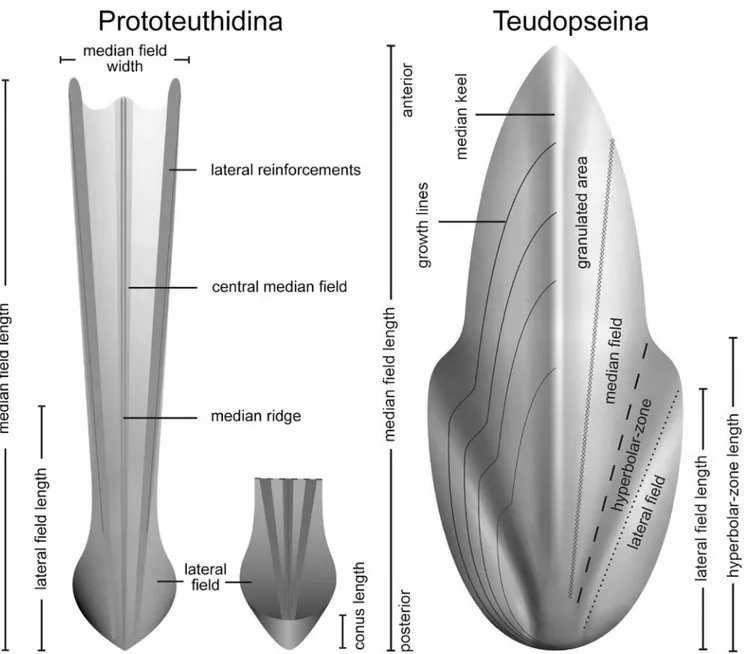 Figure 3. Terminology and measurements used for prototeuthidid and teudopseid gladii in dorsal view (Fuchs and Larson, 2011a, 2011b).