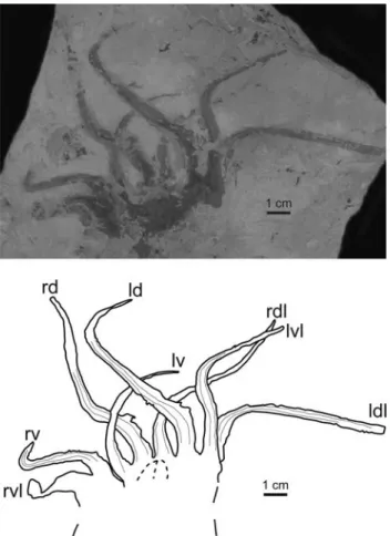 Figure 6. Scatter plot of the median ﬁ eld width versus median ﬁ eld length for 8 Dorateuthis syriaca (Woodward, 1883) studied specimens (MNHN.F.A50394, MNHN.F.A50395, MNHN.F.A50396, MNHN.F.A50398, MNHN.F.R06746, MNHN.F.A50399, MNHN.F.A50401, and MNHN.F.A5