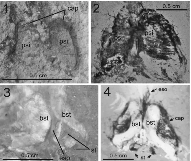 Figure 11. Cephalic cartilage morphology of Dorateuthis syriaca (Woodward, 1883): (1), MNHN.F.A50405, Santonian, Sahel Aalma; (2), MNHNL CRE047, Cenomanian, Haqel; taken from Fuchs and Larson, 2011a); (3), MNHN.F.A50403, Santonian, Sahel Aalma (photographe