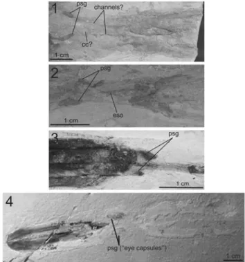 Figure 13. (1), gills of a Dorateuthis syriaca (Woodward, 1883) specimen, MNHN.F.A50397, Santonian, Sahel Aalma; (2), ink sac and stomach of MNHN.F.A50402, Santonian, Sahel Aalma; (3), ink sac of MNHN.F.A50401, Santonian, Sahel Aalma