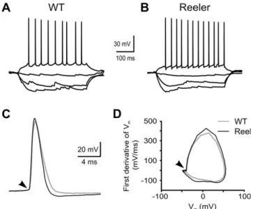 Figure 3. Ectopic reeler MC dendrites receive synaptic inputs in the molecular layer.
