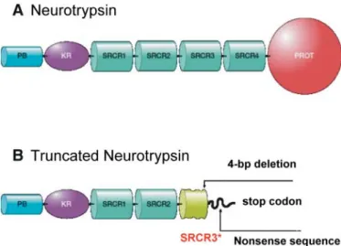 Figure 2. Domain composition of wild-type neurotrypsin and the truncated form of neurotrypsin generated by the 4 bp deletion in exon 7