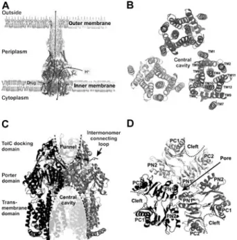 Figure 1 Schematic drawing of the tripartite multidrug efflux system AcrAB-TolC of Gram-negative E