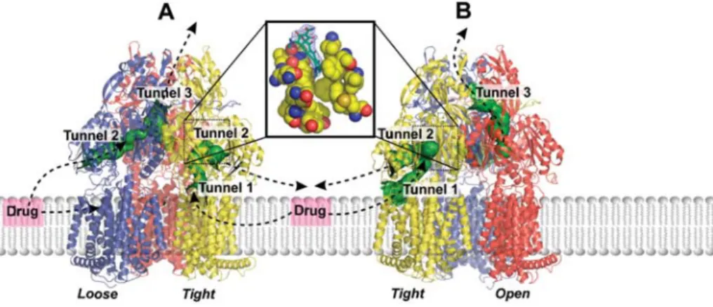 Figure 2 Tunnels in the porter domain of trimeric AcrB peristaltic drug efflux pump.