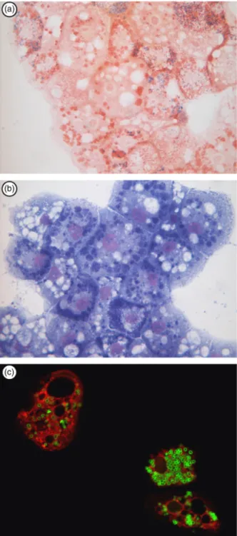 Fig. 5. Parachlamydia acanthamoebae within Acanthamoeba castellan- castellan-nii, as seen by gram staining (a), Diff-Quick staining (modified May–Gr ¨unwald Giemsa) (b), and immunofluorescence (c), respectively.