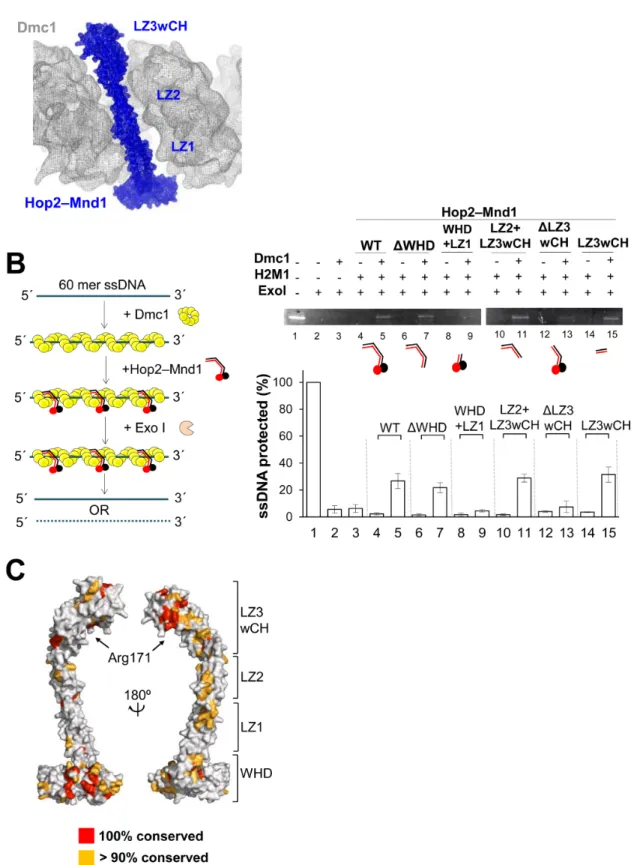 Figure 6. The C-terminal portion of Hop2–Mnd1 interacts with Dmc1 nucleofilament. (A) Fitting of the coiled coil of Hop2–Mnd1 into the helical groove of the Dmc1-ssDNA filament (EBI entry: EMD-1492)