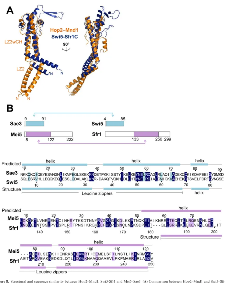 Figure 8. Structural and sequence similarity between Hop2–Mnd1, Swi5-Sfr1 and Mei5–Sae3