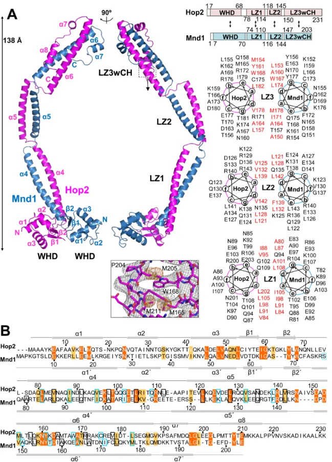 Figure 1. Overall structure of Hop2–Mnd1. (A) Two orthogonal views of the heterodimer