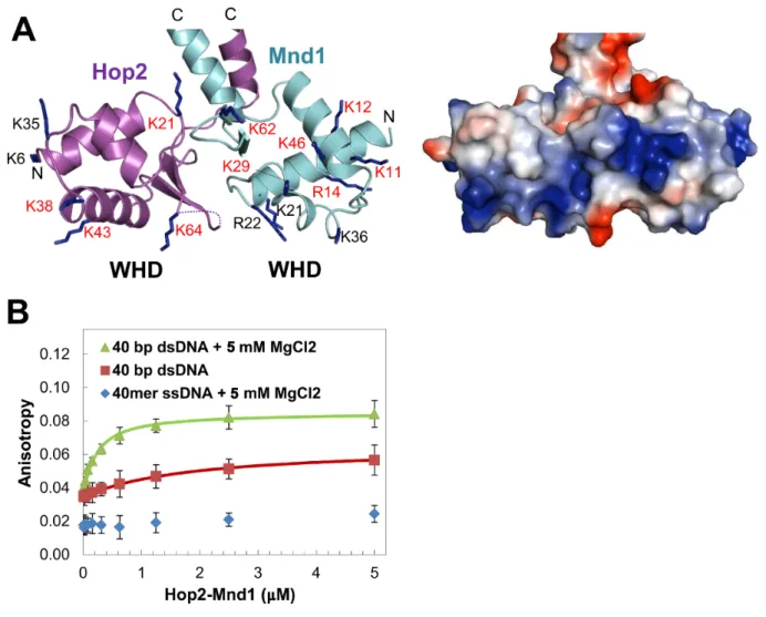 Figure 4. Interaction between the WHDs and DNA. (A) Basic patches across the WHDs. A ribbon drawing of the WHDs (left) and an electrostatic surface potential representation (right) are shown side by side