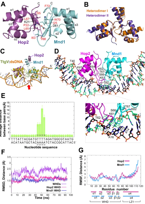 Figure 5. Juxtaposed WHDs and a model for dsDNA binding. (A) The interface between the WHDs is mostly hydrophobic
