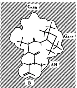 Figure 8 Model of the Old Wortd simian (including man) sweetness receptor able to interact indifferently with (a) alitame or (b) aspartame and elicit a sweet response, the contour of this idealized model was drawn from a superimposition of space-filling mo
