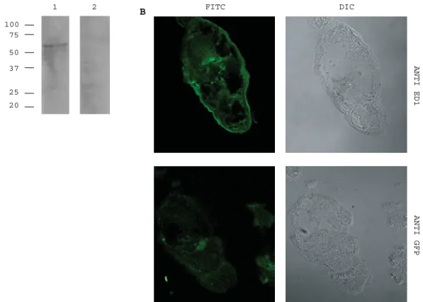 Fig. 8. SmTOR detection with a monoclonal anti-ed1 antibody AbyD04644.1. (A) Adult worm tegument preparation.