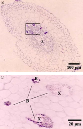 Fig. 3. Light microscopic images of a root cross-section from a Herba- Herba-spirillum frisingense Mb11 inoculated Miscanthus giganteus plant 1 week after inoculation