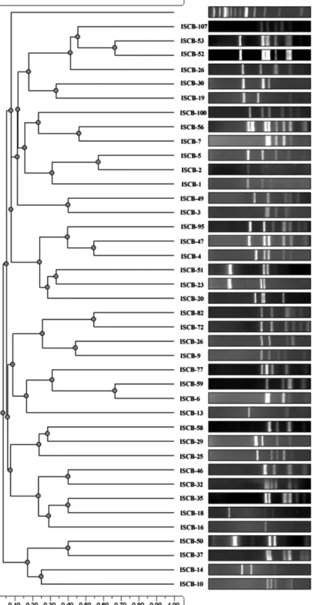 Fig. 1. Agarose-gel generated amplified ribo- ribo-somal DNA restriction analysis dendrogram  illus-trating the relationship between some of the phylotypes obtained by comparing banding  pat-terns of digested amplified 16S rRNA genes with HaeIII endonuclea
