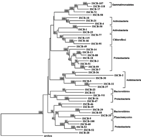 Fig. 2. Phylogenetic tree constructed for partial 16S rRNA gene of representative clones of each phylotype as suggested by restriction fragment length polymorphism data