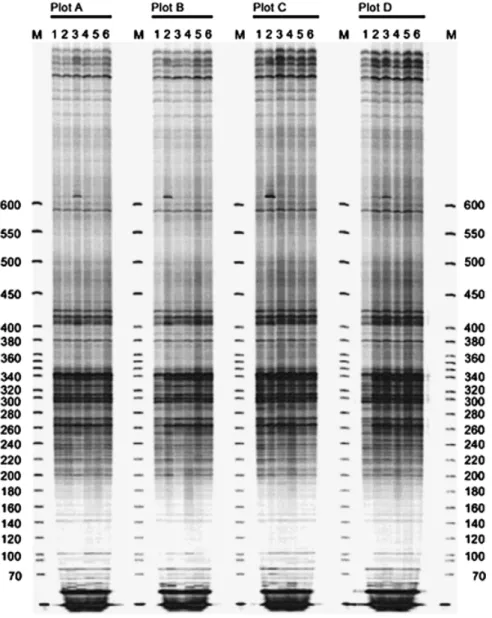 Fig. 3. Terminal restriction fragment length polymorphism pattern, with respect to the 8f primer, of the microbial  commu-nity structure of the contaminated soil during bioremediation with Arthrobacter protophormiae