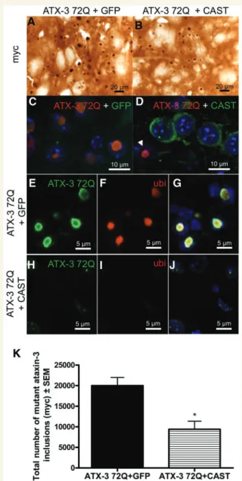 Figure 2 Inhibition of calpains significantly decreases the number of N-terminal mutant ataxin 3 inclusions, while changing mutant ataxin 3 and ubiquitin aggregation pattern