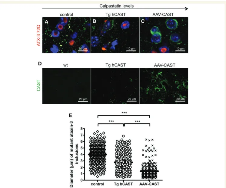 Figure 4 Inhibition of calpains prevents nuclear translocation and aggregation of mutant ATX-3 in a dose dependent manner
