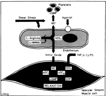 FIGURE 1. The L-Arginine pathway in the blood vessel wall: 