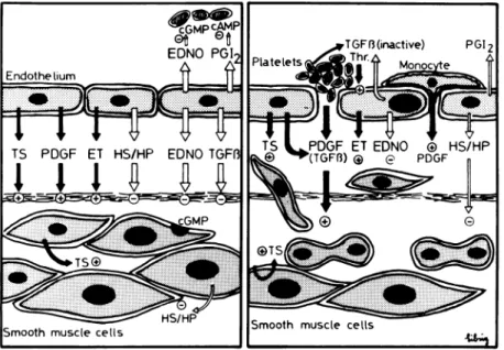 FIGURE 6. Endothelium and vascular growth. 