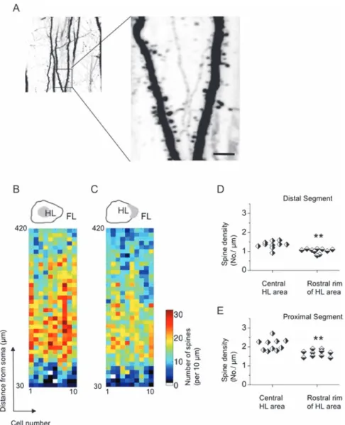 Figure 2. Spine density on the apical dendrites of the HL sensory-motor cortex in intact animals