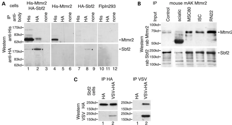 Figure 1. Sbf2 interacts with Mtmr2 and oligomerizes. (A) Immunoprecipitation from 293-FlpIn cells stably expressing His-tagged Mtmr2 and HA-tagged Sbf2 (panel 1)