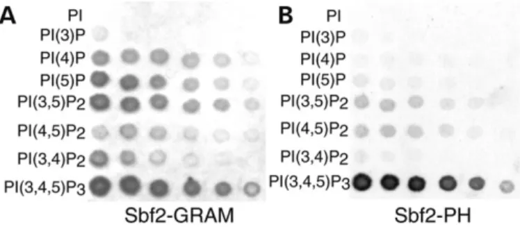 Figure 7. Protein – lipid overlay assay with the GST-tagged PH-G domain and the PH domain of Sbf2
