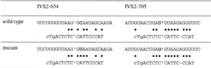 Table 3. Complementarities of oligonucleotide tcNS to IVS2-654 and IVS2- IVS2-705 sequences