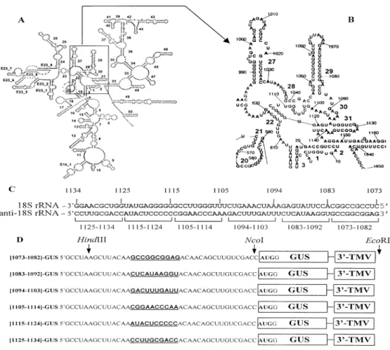 Figure 1. Secondary structure model of rice (Oryza sativa) 18S rRNA (A) with an enlargement of the central domain (B)