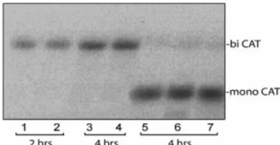 Figure 5. Northern blot hybridization of total RNA puri®ed from O.violaceus protoplasts at different time intervals after transfection with dicistronic (lanes 1±4) and monocistronic (lanes 5±7) constructs and probed with a 32 P-labeled RNA complementary to