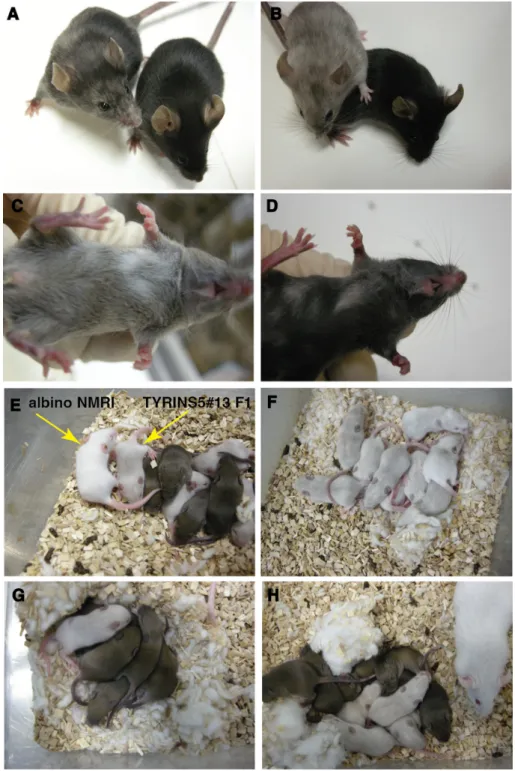 Figure 2. Alterations in coat color pigmentation in founder animals and their progeny