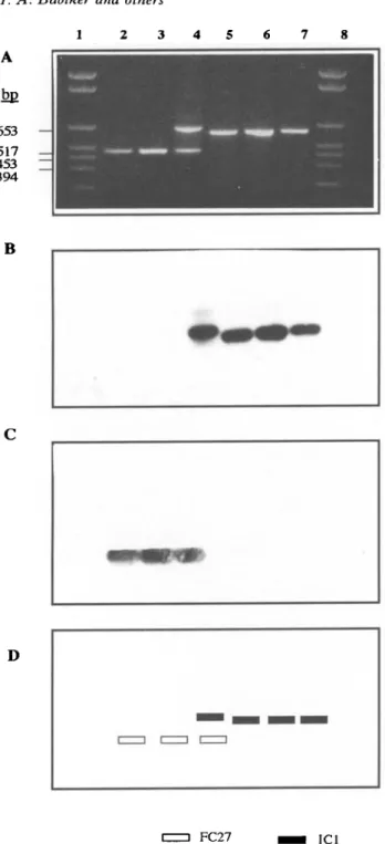 Fig. 1. Alleles of the MSP-2 gene of Plasmodium falciparum extracted from parasites from bloodmeals
