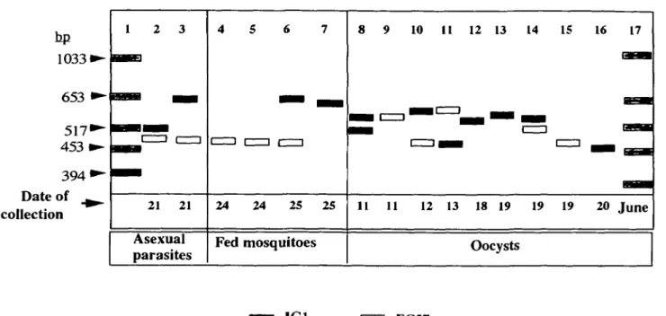 Fig. 2. Schematic illustration of the MSP-2 alleles of parasites in fingerprick blood samples (lanes 2 and 3), bloodmeals from fed mosquitoes (lanes 4—7), and oocysts from mosquitoes (lanes 8-16) collected from hut number 8001/1
