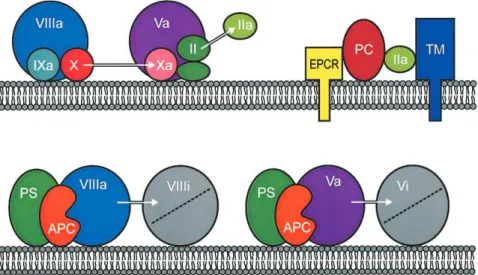 Figure 1. Protein C (PC) activation and anticoagulant action of activated protein C. Upper panel: The tenase complex (formed by activated factor IX [IXa], activated factor VIII [VIIIa], calcium ions, and negatively charged membrane phospholipids) activates