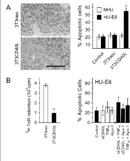 Fig. 7. Responses of p53-disabled Human Urothelial (HU-E6) cells to CD40, tumor necrosis factor receptor (TNFR), and Fas ligation.