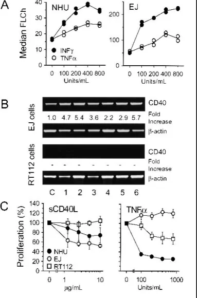 Fig. 1. CD40 expression in urothelial cells and effects of CD40 ligation and tumor necrosis factor- ␣ (TNF- ␣ ) on proliferation