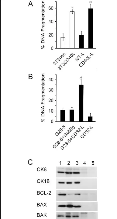 Fig. 3. Analysis of apoptosis induced in malignant bladder epithelial cells by CD40 ligation