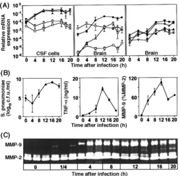 Fig. 1 Time-course studies in experimental pneumococcal meningitis. (A) Transcriptional expression of MMPs was standardized by expression of the housekeeping gene GAPDH separately in CSF cells and brain tissue (data are mean ⫾ standard deviation)