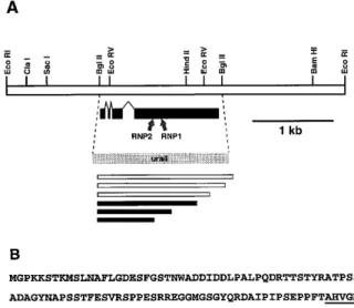 Figure 1. Structure of sce3 locus and sequence of Sce3p. (A) Representation of the sce3 locus