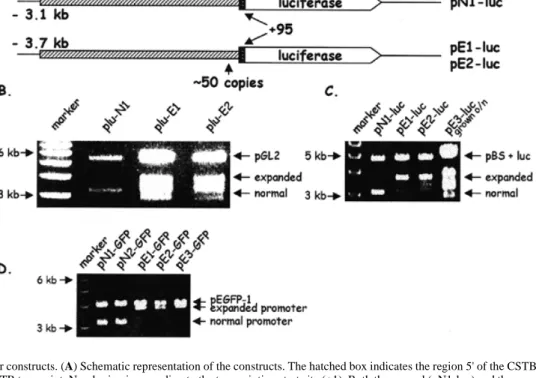 Figure 1. CSTB promoter constructs. (A) Schematic representation of the constructs. The hatched box indicates the region 5' of the CSTB transcript and the black box the 5'-UTR of the CSTB transcript