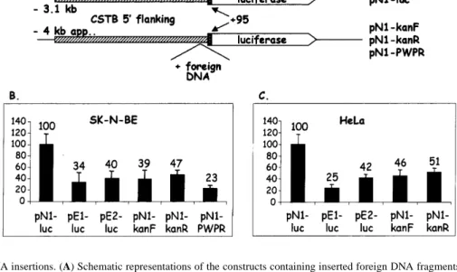 Figure 3. Heterologous DNA insertions. (A) Schematic representations of the constructs containing inserted foreign DNA fragments compared with the normal with three dodecamer repeats