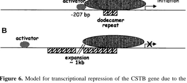 Figure 6. Model for transcriptional repression of the CSTB gene due to the dodecamer repeat expansion