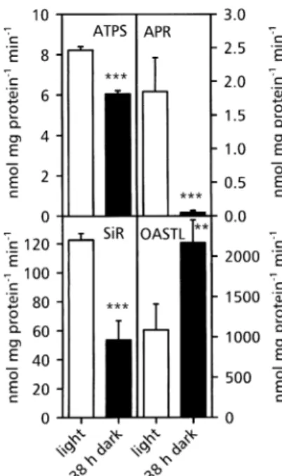 Fig. 1. Activity of the enzymes of sulphate assimilation in A. thaliana roots before and after a prolonged dark period