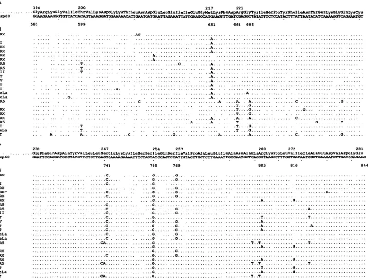 Fig. 1. Nucleotide sequence comparison of HSP 60 cDNA and HSP 60 amplified genomic sequences