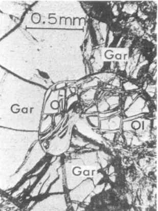 FIG. 2. Garnet/olivine contact, garnet peridotite R501. Gar = garnet; Ol = olivine.